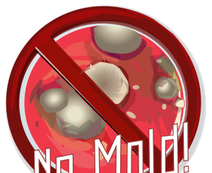 NO Mold